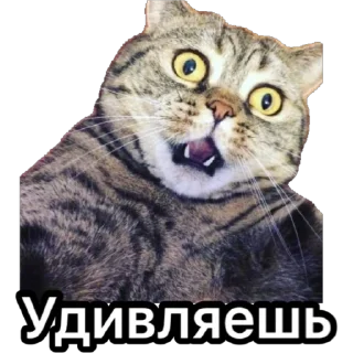 Стикер Котики для ТГ - 8