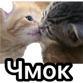 Стикер Котики для ТГ - 7