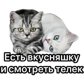 Стикер Котики для ТГ - 11