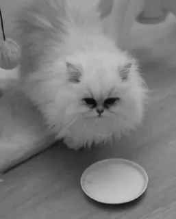 Стикер Cats Time @stickersb2b - 4