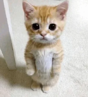 Стикер Cats Time @stickersb2b - 6