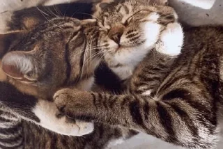 Стикер Cats Time @stickersb2b - 2