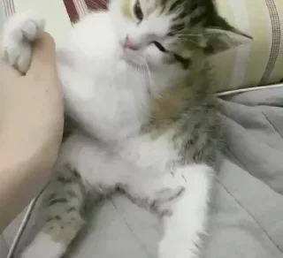 Стикер Cats Time @stickersb2b - 1