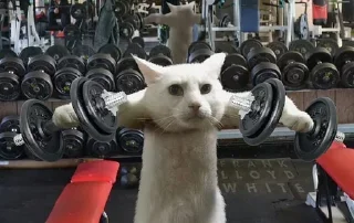 Стикер Cats Time @stickersb2b - 8