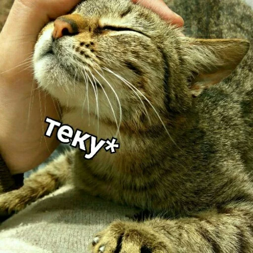 животное млекопитающее кошка