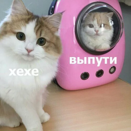 кошки малого и среднего размера кошачьи комнатный