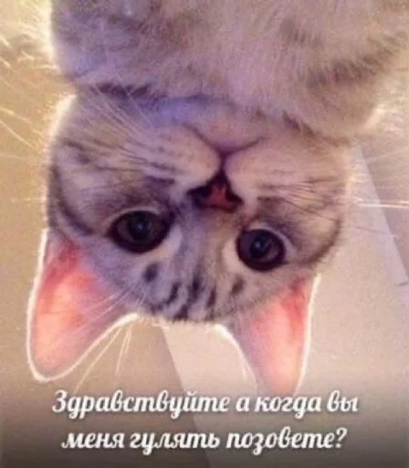 Sticker Catswagtalk - 1