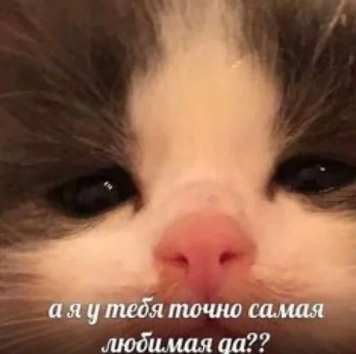 Sticker Catswagtalk - 1