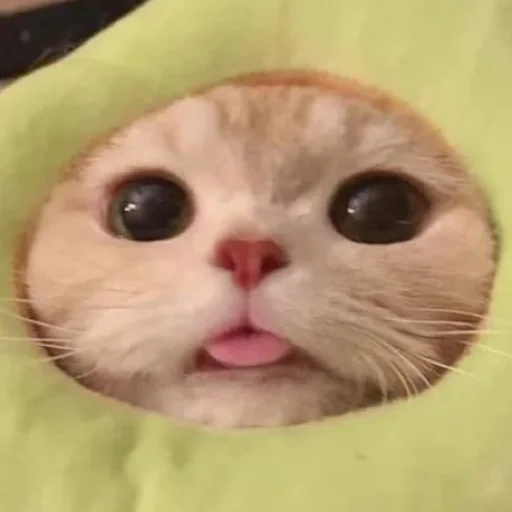 Sticker Catswagtalk - 1