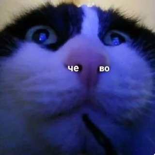 Sticker 🐈(ик) - 3