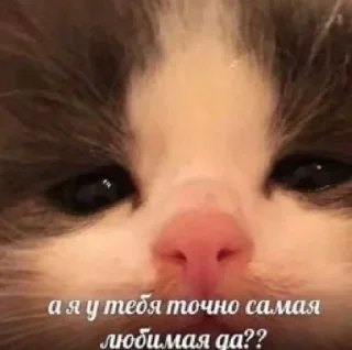 Sticker 🐈(ик) - 5