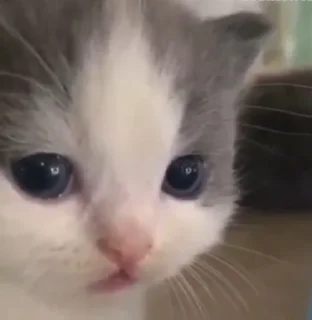 Sticker 🐈(ик) - 9