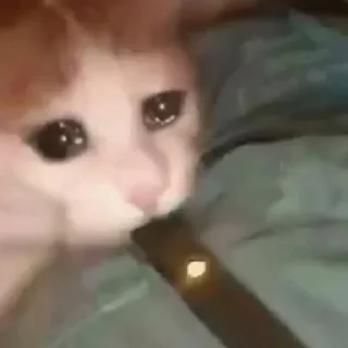 Sticker 🐈(ик) - 6