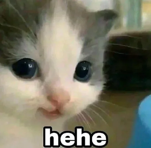 Стикер Котик @I_Love_Akame - 5