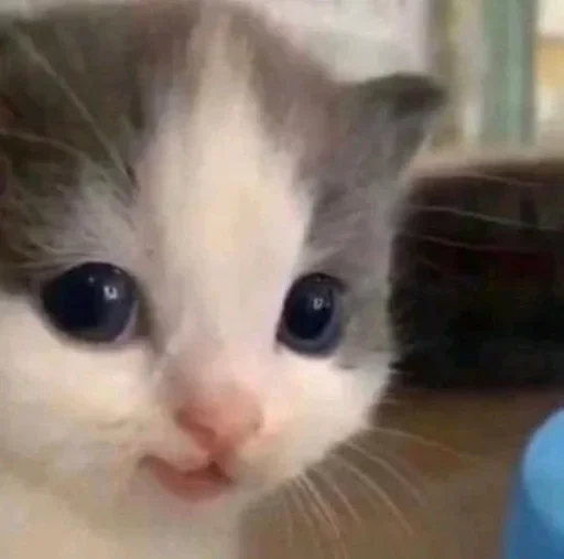 Стикер Котик @I_Love_Akame - 4