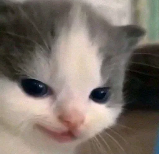 Стикер Котик @I_Love_Akame - 2