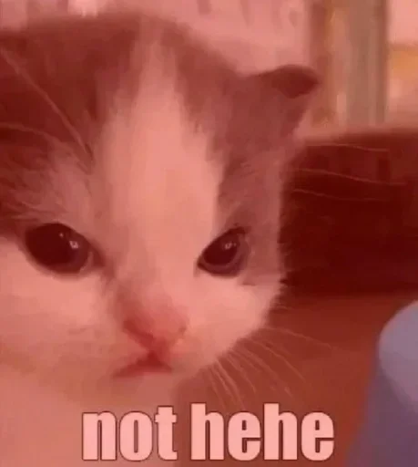 Стикер Котик @I_Love_Akame - 0