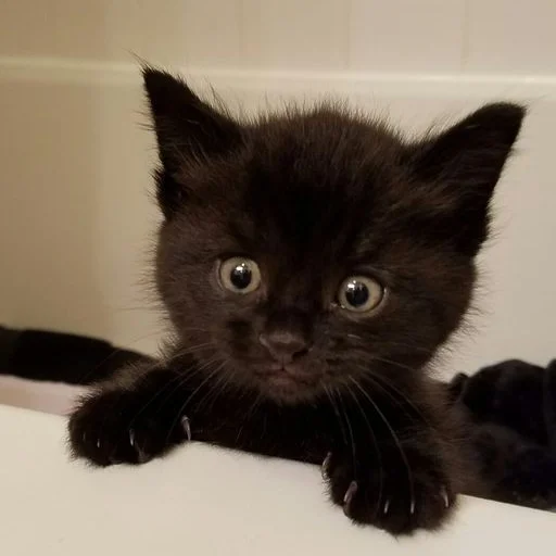 Стикер Catts11 - 1