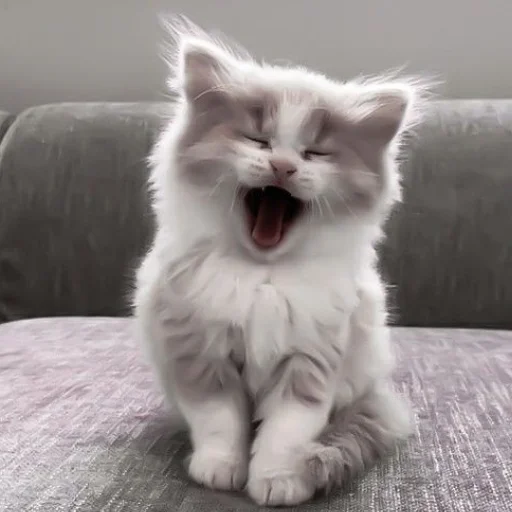 Стикер Catts11 - 1