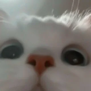 Sticker ✧۪ κ᧐ᴛᥙκᥙ ʾʿ ୨୨ @cont3nt0t_vaflii - 6