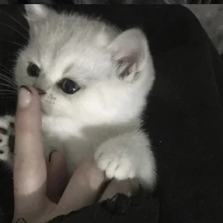 Sticker ✧۪ κ᧐ᴛᥙκᥙ ʾʿ ୨୨ @cont3nt0t_vaflii - 0