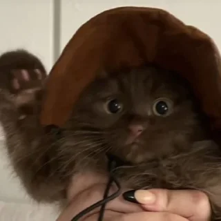 Sticker ✧۪ κ᧐ᴛᥙκᥙ ʾʿ ୨୨ @cont3nt0t_vaflii - 2