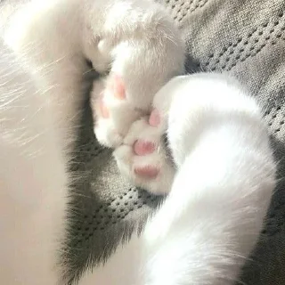 Sticker ✧۪ κ᧐ᴛᥙκᥙ ʾʿ ୨୨ @cont3nt0t_vaflii - 3