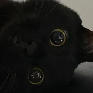 Sticker ✧۪ κ᧐ᴛᥙκᥙ ʾʿ ୨୨ @cont3nt0t_vaflii - 7