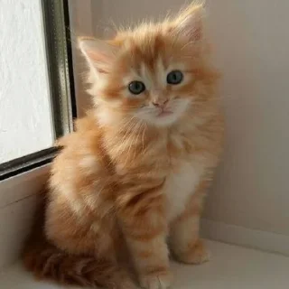 Sticker ✧۪ κ᧐ᴛᥙκᥙ ʾʿ ୨୨ @cont3nt0t_vaflii - 9