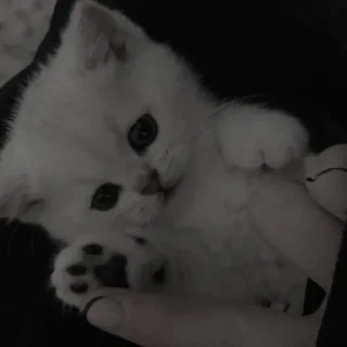 Sticker ✧۪ κ᧐ᴛᥙκᥙ ʾʿ ୨୨ @cont3nt0t_vaflii - 4