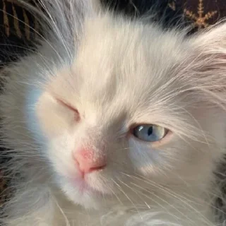 Sticker ✧۪ κ᧐ᴛᥙκᥙ ʾʿ ୨୨ @cont3nt0t_vaflii - 11