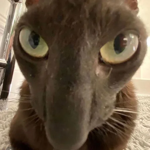 Котики (@i_Love_Akame) - кошки малого и среднего размера