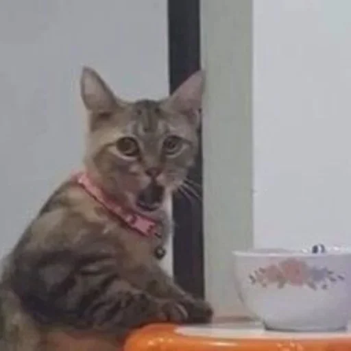 кошка животное млекопитающее