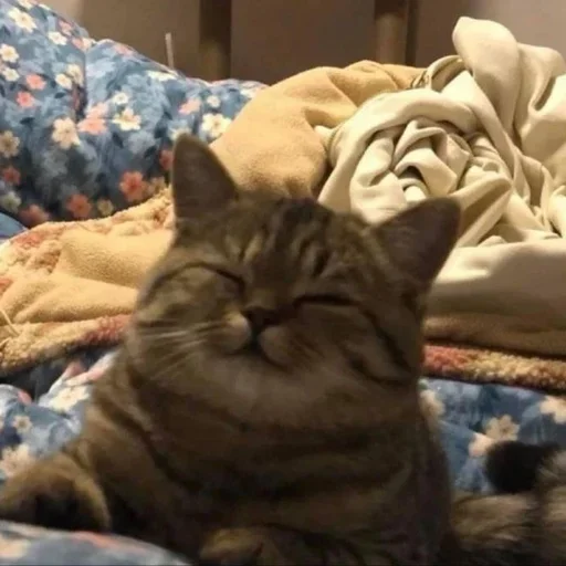 комнатный кошка домашняя кошка