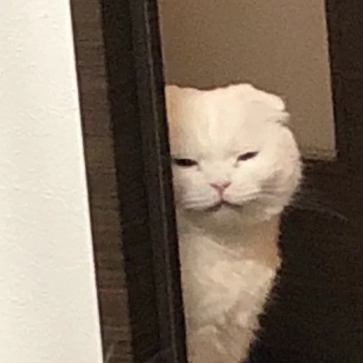 млекопитающее животное кошки малого и среднего размера