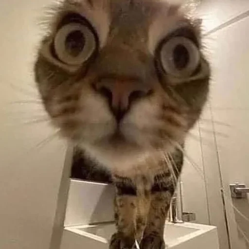 комнатный кошачьи кошки малого и среднего размера