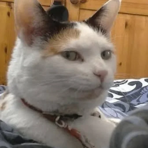 млекопитающее животное домашняя кошка