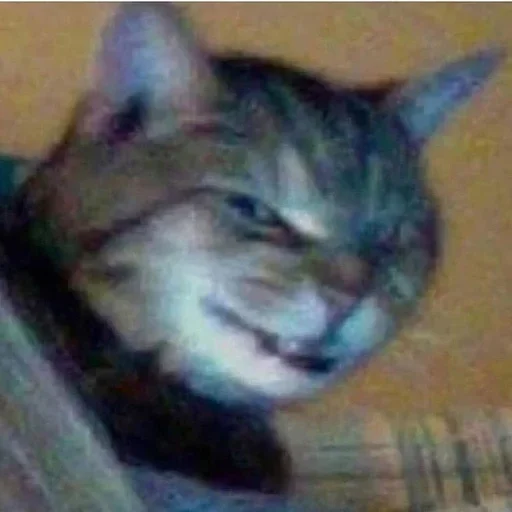 млекопитающее животное кошка