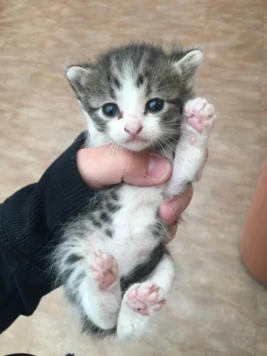 Котики (@i_Love_Akame) - 