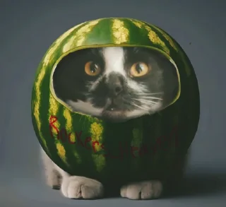 Стикер Кот в @serwrf @bad_guitarr - 8