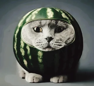 Стикер Кот в @serwrf @bad_guitarr - 11