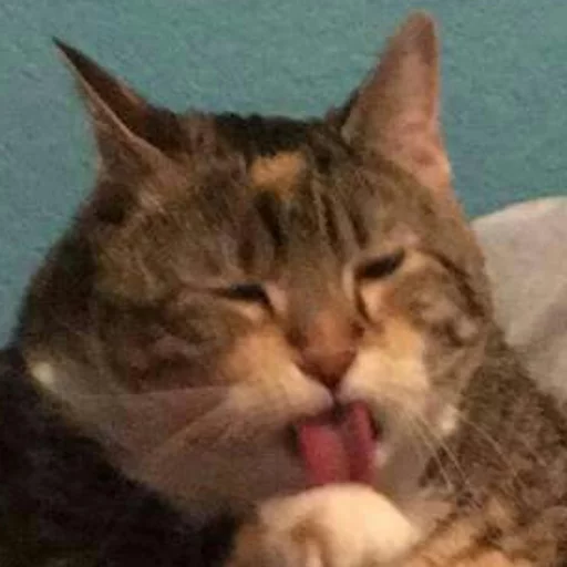 Стикер cats^3 - 11