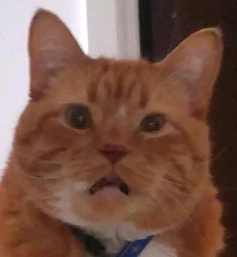 Стикер cats^3 - 10