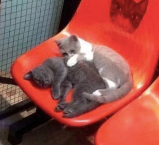 Стикер cats^3 - 9