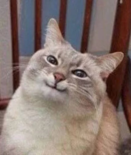 Стикер cats^3 - 8