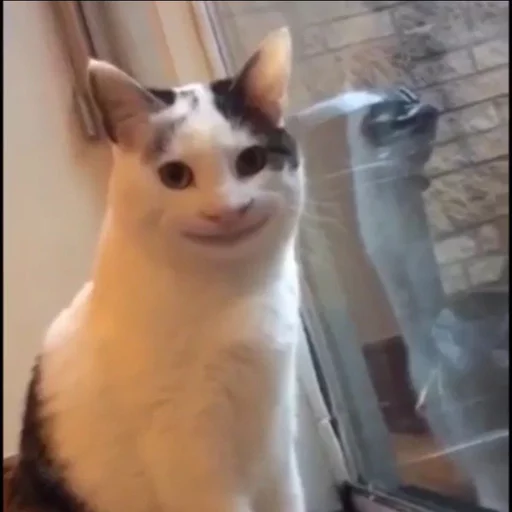 Стикер cats^3 - 4