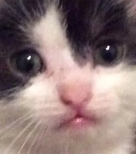 Стикер cats^3 - 3