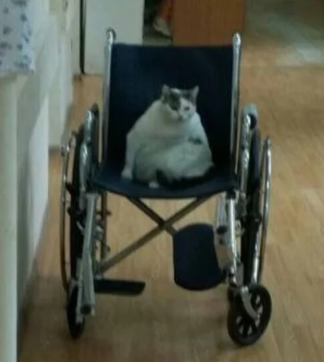 Стикер cats^3 - 1