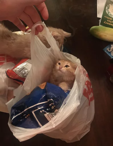 Стикер cats^3 - 0