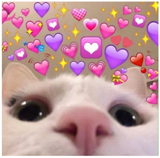 Котя 3 :: @fStikBot - животное